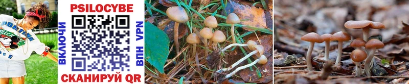 купить наркотики цена  Гурьевск  Псилоцибиновые грибы MAGIC MUSHROOMS 